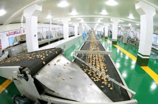 金正恩视察平壤食品工厂，创新设备彰显国家实力与自豪